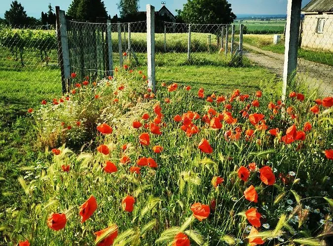 Csillaghegyi Oázis Alojamento de Turismo Selvagem *